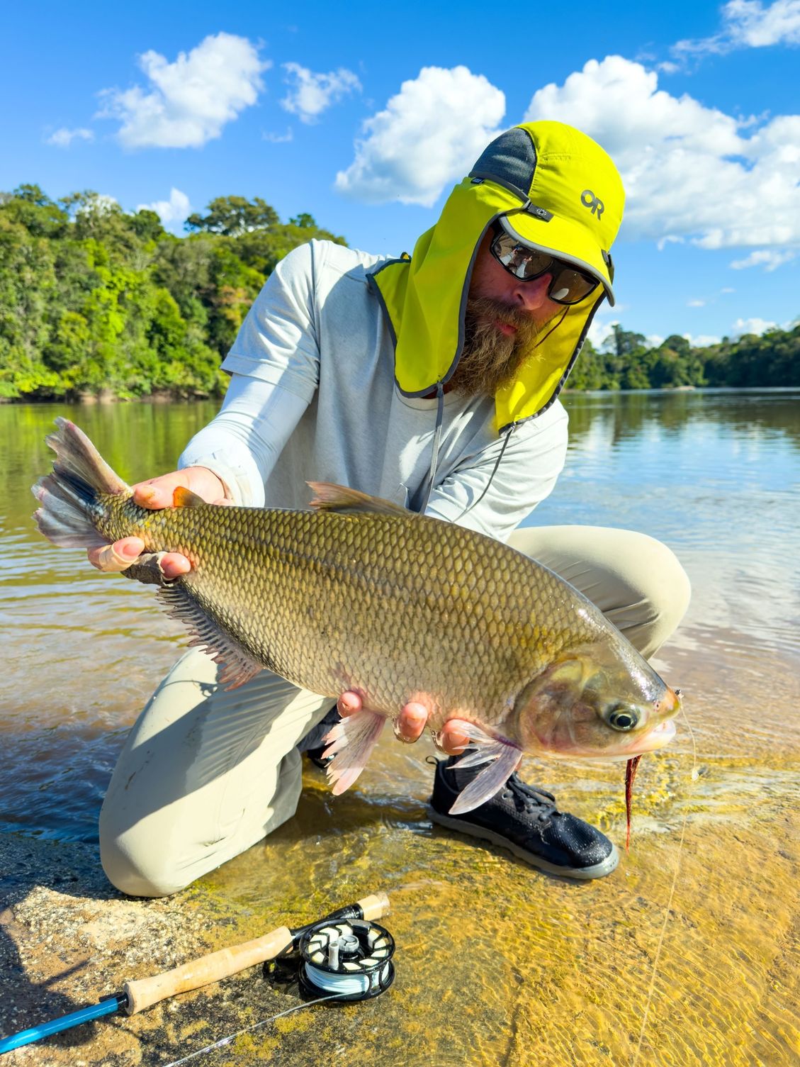 A jatuarana released in the shallows