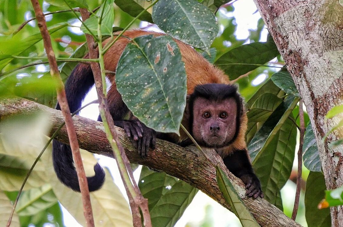 A capuchin monkey on a branch in the canopy