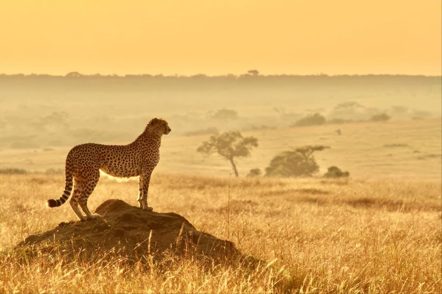 A cheetah standing on a mound at first light, on the open Kenyan plains