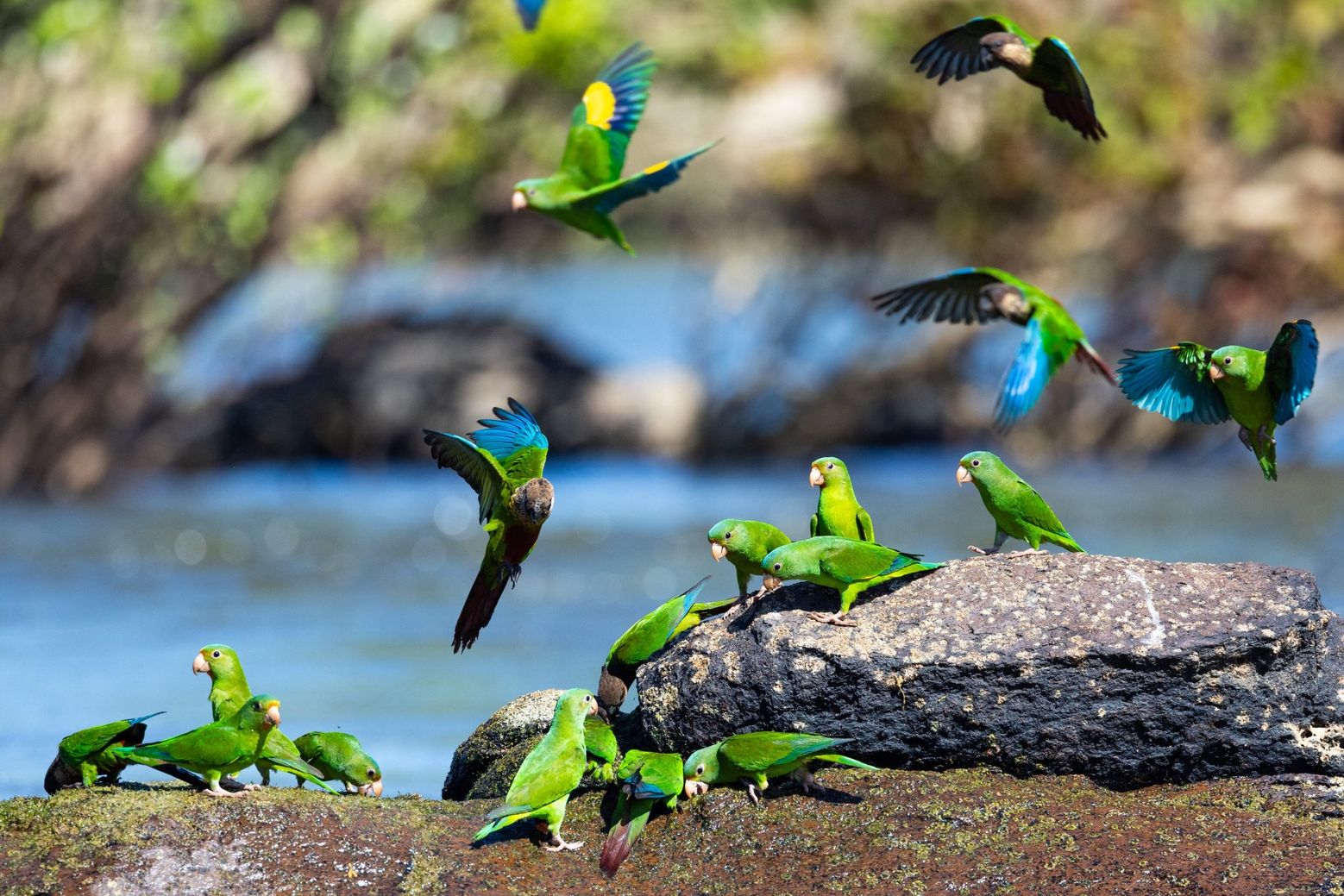 Parakeets over the river, photographed on the 2025 trip