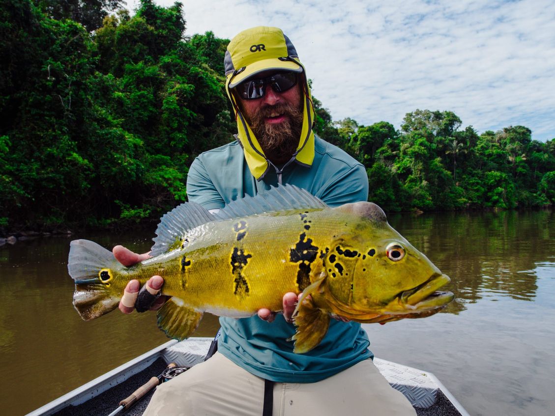 A peacock bass in the boat, forest behind